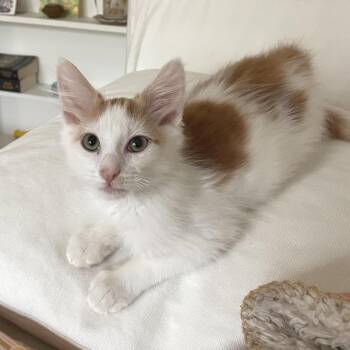 Donnie -  Domestic Medium Hair Cat for Adoption in Los Angeles, California - Donnie | PetCurious