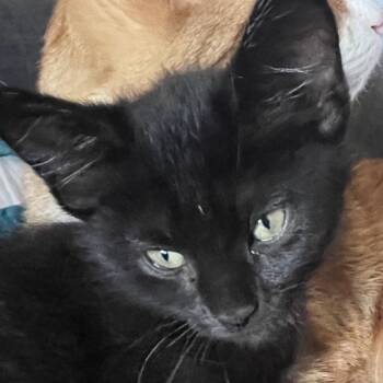 Rescue Domestic Short Hair Cats for Adoption in South Elgin, Illinois - Marc Anthony | PetCurious