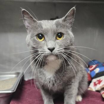 Domestic Short Hair Cats Available for Adoption in San Jacinto, California - Mai | PetCurious