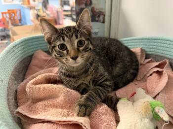 Mister -  Domestic Short Hair Cat for Adoption in Port Jervis, New York - Mister | PetCurious