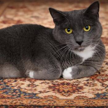 Domestic Short Hair Cats Available for Adoption in Yanceyville, North Carolina - Thrum 25-1796 | PetCurious
