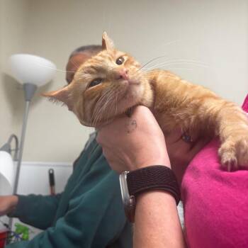 Smalls -  Domestic Short Hair Cat for Adoption in Tulsa, Oklahoma - Smalls | PetCurious