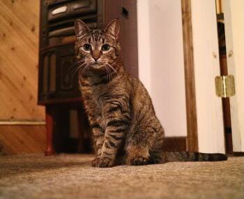 Scamper **COURTESY LISTING** -  Domestic Short Hair Cat Available for Adoption in Peru, New York - Scamper **COURTESY LISTING** | PetCurious