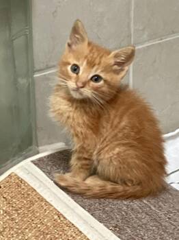 Tommy -  Domestic Short Hair Cat for Adoption - Tommy | PetCurious