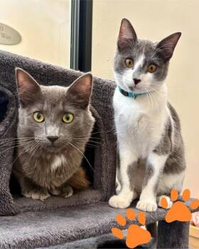 Ursa -  Domestic Medium Hair Cat for Adoption in Novato, California - Ursa | PetCurious