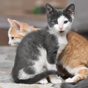 Mozart -  Domestic Short Hair Cat for Adoption in Chapel Hill, North Carolina - Mozart | PetCurious