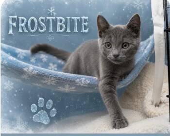Frostbite -  Domestic Short Hair Cat for Adoption in Cleveland, Ohio - Frostbite | PetCurious