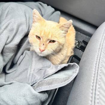 FOUND CASEYS -  Domestic Medium Hair Cat for Adoption in Rochester, Minnesota - FOUND CASEYS | PetCurious