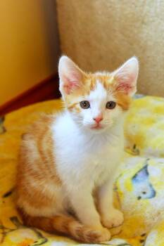 Moss -  Domestic Short Hair Cat for Adoption in Urbana, Ohio - Moss | PetCurious