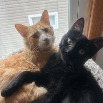 Miso & Teddy -  Domestic Short Hair Cat for Adoption in Buffalo, New York - Miso & Teddy | PetCurious