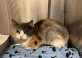 OMNI -  Domestic Short Hair Cat for Adoption in Indianapolis, Indiana - OMNI | PetCurious