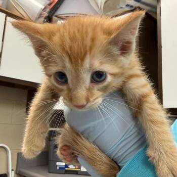 Paulie -  Domestic Short Hair Cat for Adoption in Troy, Virginia - Paulie | PetCurious