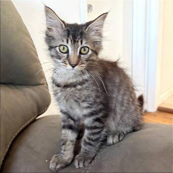 Roo -  Domestic Short Hair Cat for Adoption in Pleasant Hill, California - Roo | PetCurious