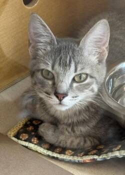 Swarovski -  Domestic Short Hair Cat for Adoption in Bellevue, Washington - Swarovski | PetCurious