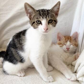 Prudence and Oswald -  Domestic Medium Hair Cat for Adoption in Miami, Florida - Prudence And Oswald | PetCurious