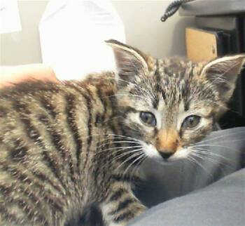 Rescue Domestic Short Hair Cats for Adoption in Dallas, Texas - ESCANOR | PetCurious