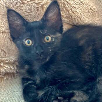Sophie -  Domestic Medium Hair Cat for Adoption in North Port, Florida - Sophie | PetCurious