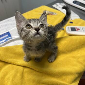 Ray -  Domestic Short Hair Cat for Adoption in Riverside, California - Ray | PetCurious