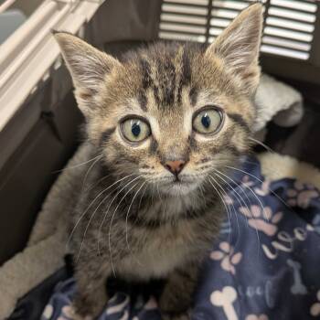 Rescue Domestic Medium Hair Cats for Adoption in Chattanooga, Tennessee - Beanie Weenie | PetCurious