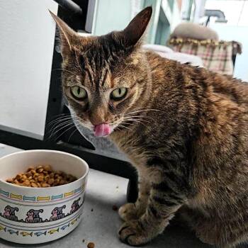 Pippa -  Domestic Short Hair Cat for Adoption in Lakewood, Colorado - Pippa | PetCurious