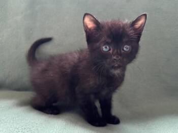 Domestic Short Hair Cats Available for Adoption in Rutherfordton, North Carolina - Bob | PetCurious