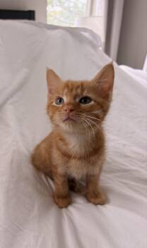 Strudel -  Domestic Short Hair Cat for Adoption in Mount Pleasant, South Carolina - Strudel | PetCurious
