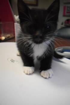 Domestic Short Hair Cats Available for Adoption in Pahrump, Nevada - Blacky (Kira K6) | PetCurious