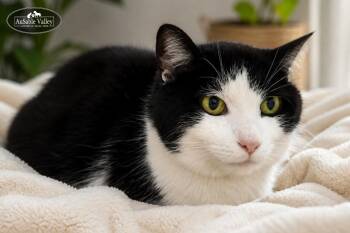 Cutie Pie -  Domestic Short Hair Cat for Adoption in Grayling, Michigan - Cutie Pie | PetCurious
