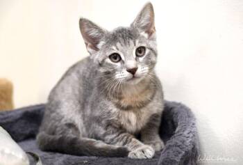 Nihn -  Domestic Short Hair Cat for Adoption in Monroe, Georgia - Nihn | PetCurious