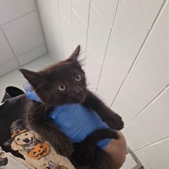 Otis -  Domestic Medium Hair Cat for Adoption in Chattanooga, Tennessee - Otis | PetCurious