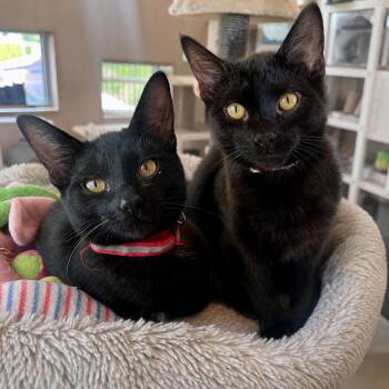 Clementine and Tangerine -  Domestic Short Hair Cat for Adoption in Pontiac, Michigan - Clementine And Tangerine | PetCurious