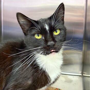 Silver -  Domestic Short Hair Cat for Adoption in Hannibal, Missouri - Silver | PetCurious