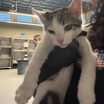 Rescue Domestic Short Hair Cats for Adoption in Huntington, West Virginia - Fred | PetCurious