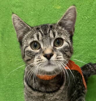 Rescue Tabby and Domestic Short Hair Cats for Adoption in Dublin, Ohio - Hubble - KBC | PetCurious