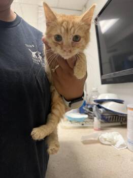 Clarke -  Domestic Medium Hair Cat for Adoption in Ontario, California - Clarke | PetCurious
