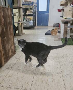 Domestic Short Hair Cats Available for Adoption in Melbourne, Florida - Hobo | PetCurious