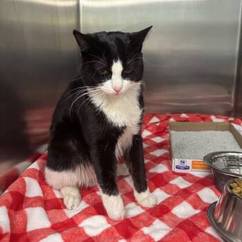 Domestic Medium Hair Cats Available for Adoption in Charleston, West Virginia - Critter | PetCurious