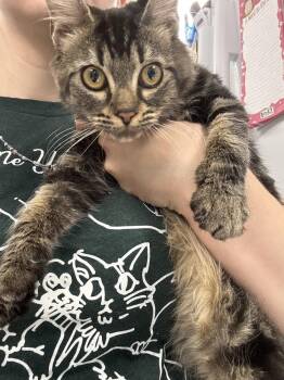 Okra Veggie Tales- MD -  Domestic Short Hair Cat for Adoption in Fort Walton Beach, Florida - Okra Veggie Tales- MD | PetCurious