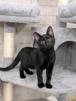 Rebel -  Domestic Short Hair Cat for Adoption in Murfreesboro, Tennessee - Rebel | PetCurious