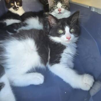 Albert -  Domestic Long Hair Cat for Adoption in Lexington, Kentucky - Albert | PetCurious