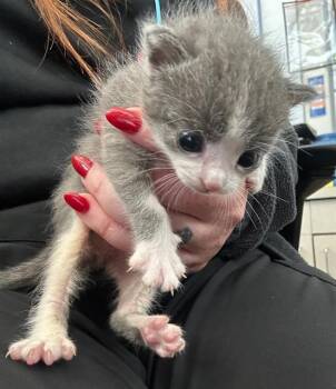 Rescue Domestic Short Hair Cats for Adoption in Dallas, Texas - KYLE | PetCurious