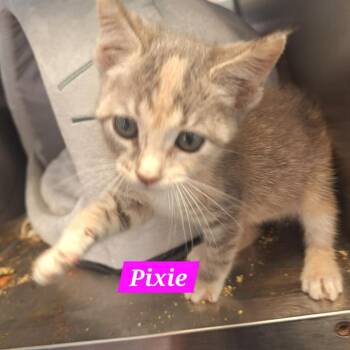 Domestic Short Hair Cats Available for Adoption in Madill, Oklahoma - Pixie | PetCurious