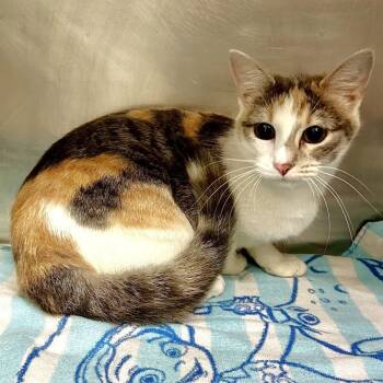 Domestic Short Hair Cats Available for Adoption in Warrensburg, Missouri - Dottie | PetCurious