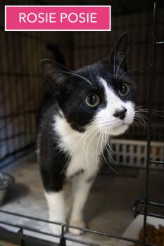 Domestic Short Hair Cats Available for Adoption - Rosie Posie (FCID# 01/12/2026 86 Trainer) | PetCurious