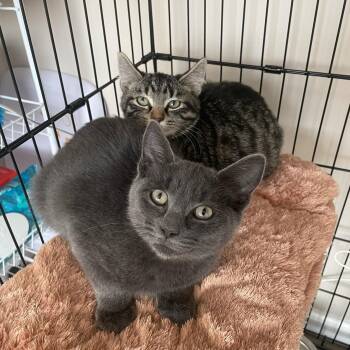 Rescue Domestic Short Hair Cats for Adoption in Bellmawr, New Jersey - Payday & Snickers | PetCurious