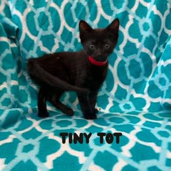 Tiny Tot (Holland Cat Cove) -  Domestic Short Hair Cat for Adoption in West Olive, Michigan - Tiny Tot (Holland Cat Cove) | PetCurious