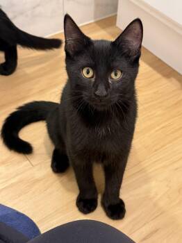 Marvin -  Domestic Short Hair Cat for Adoption in New York, New York - Marvin | PetCurious