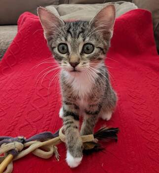 Caraway -  Domestic Short Hair Cat for Adoption in San Tan Valley, Arizona - Caraway | PetCurious