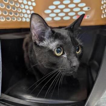 Dracula -  Domestic Short Hair Cat for Adoption in Greensboro, North Carolina - Dracula | PetCurious
