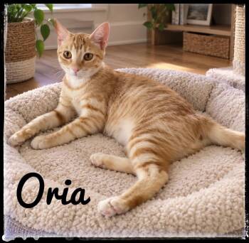 Oria -  Domestic Short Hair Cat for Adoption in El Cajon, California - Oria | PetCurious